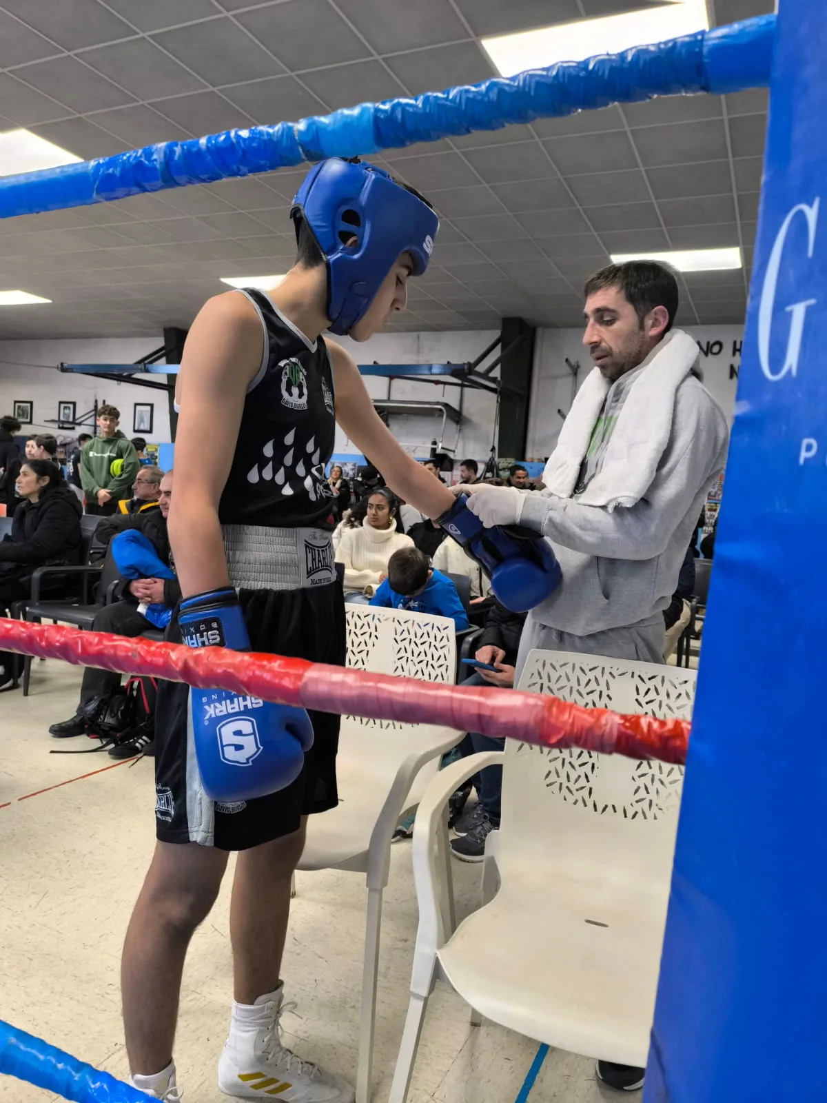 El entrenador coloca los guantes azules a un competidor del club junto a las cuerdas del ring